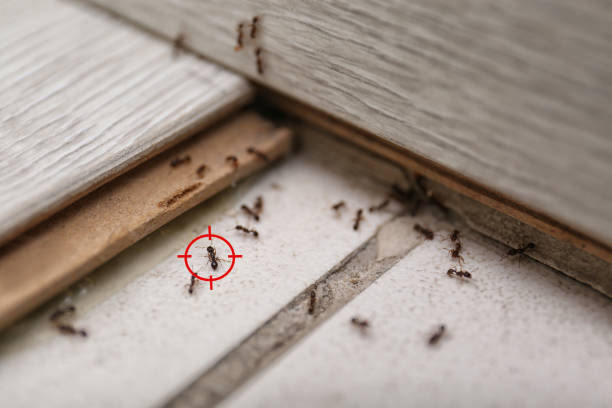 Best Mosquito Control Services  in Arcadia, FL
